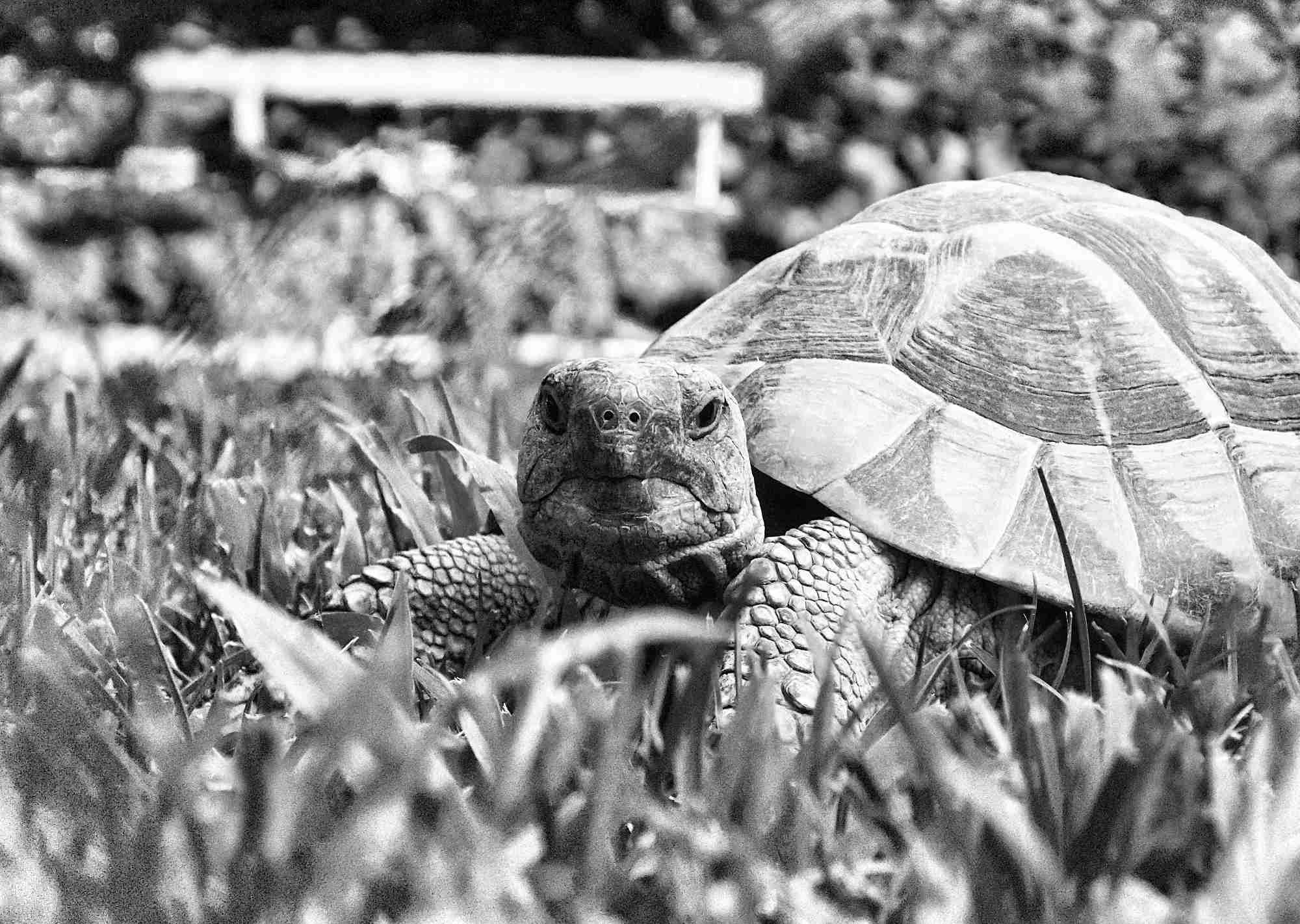 Salig er den, som går en tur med sin skildpadde.
